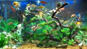 Kompatibilita akvarijních ryb